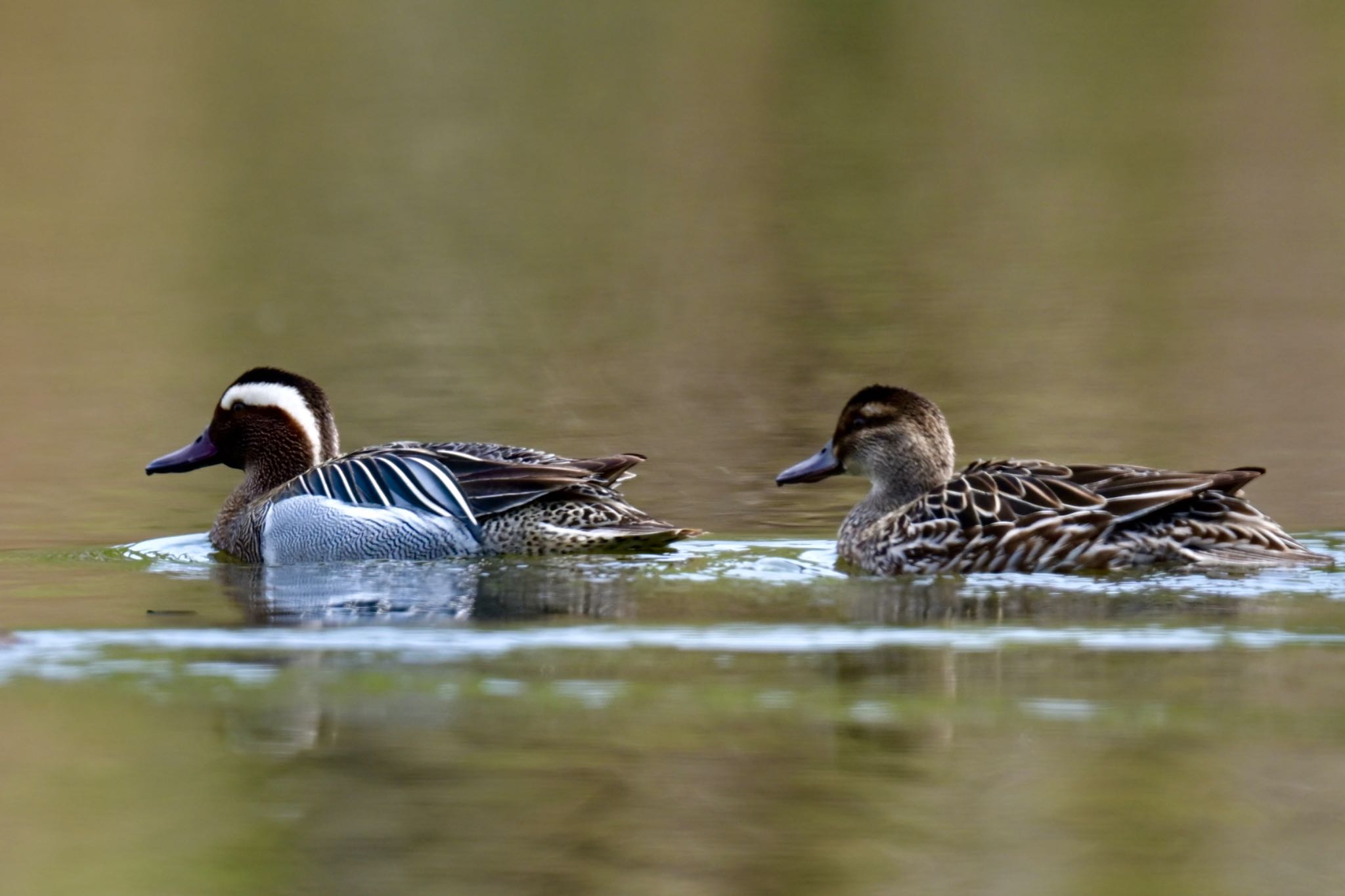 Photo of Garganey at  by 美妃8