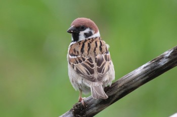 Eurasian Tree Sparrow 横浜市緑区小山町 Fri, 4/12/2024