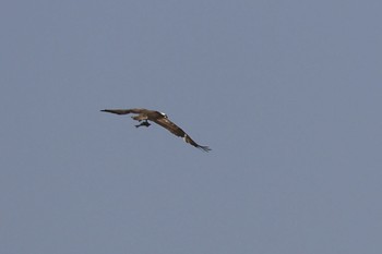 ミサゴ 東京港野鳥公園 2024年3月31日(日)