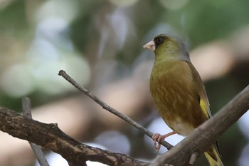 カワラヒワ 東京港野鳥公園 2024年3月31日(日)