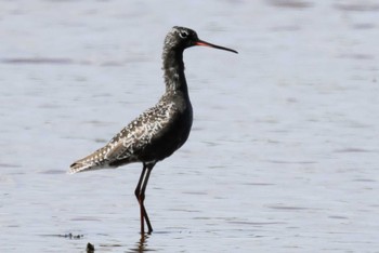 Spotted Redshank Inashiki Wed, 4/17/2024