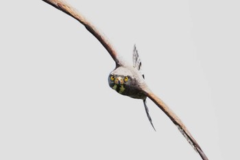 Grey-faced Buzzard 千葉県 Sat, 4/13/2024