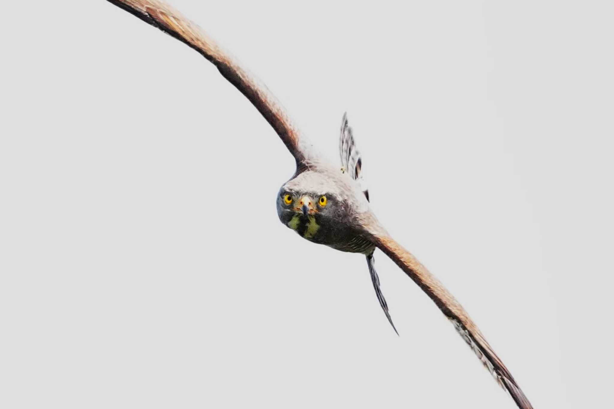 Photo of Grey-faced Buzzard at 千葉県 by 川４