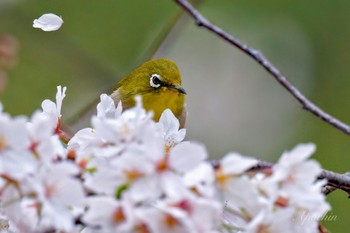 Warbling White-eye 真鶴岬 Sat, 4/6/2024