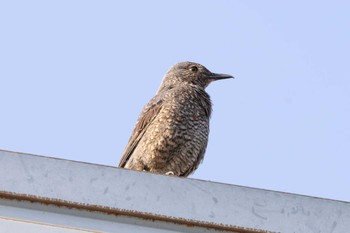 Blue Rock Thrush Unknown Spots Sat, 4/13/2024