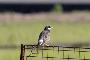 White-cheeked Starling Unknown Spots Sat, 4/13/2024