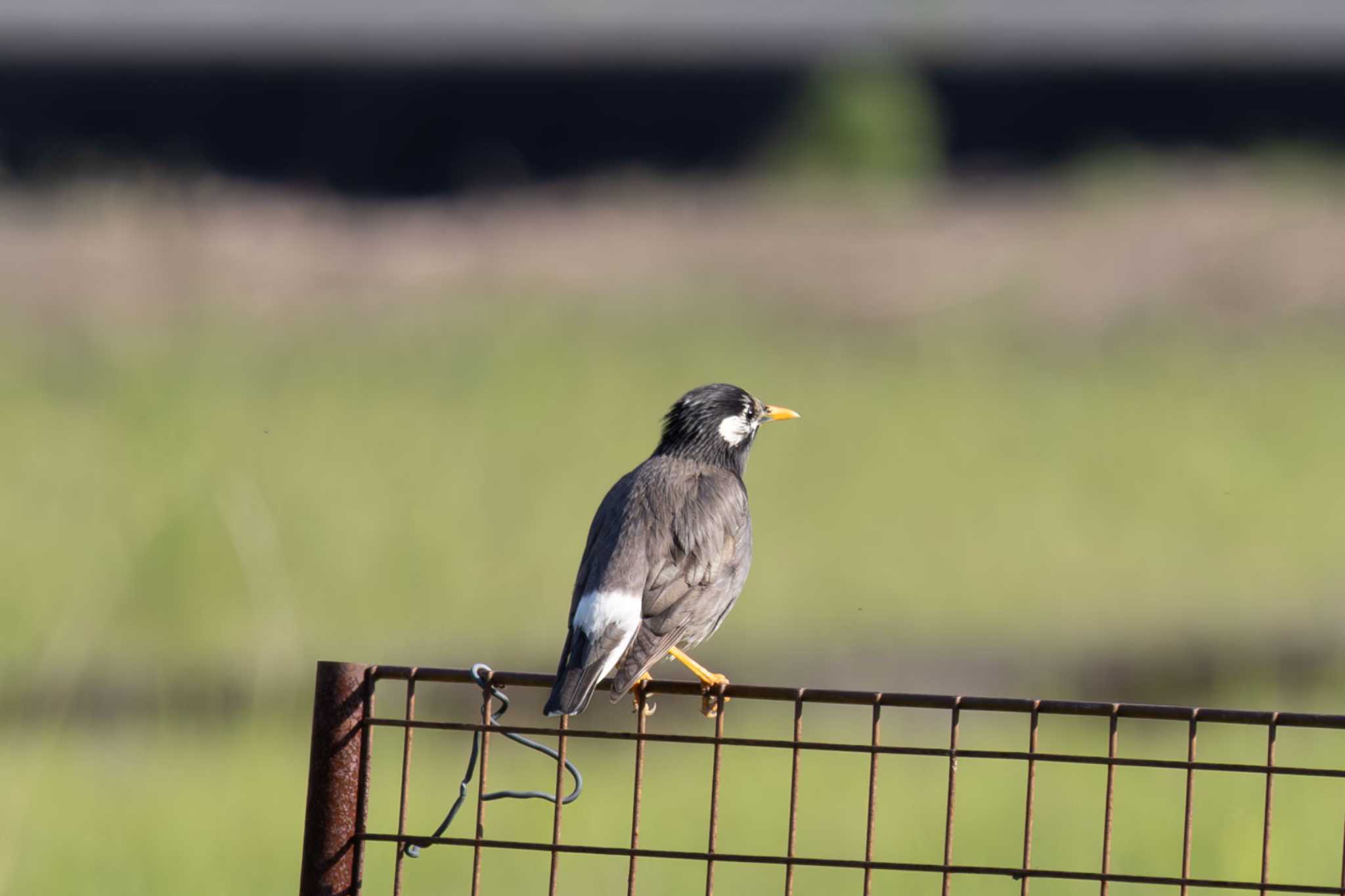 Photo of White-cheeked Starling at  by あっくん