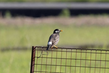 White-cheeked Starling Unknown Spots Sat, 4/13/2024