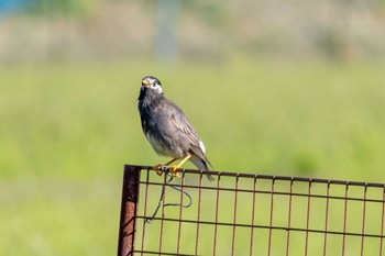 White-cheeked Starling Unknown Spots Sat, 4/13/2024