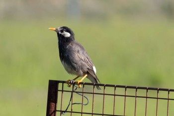 White-cheeked Starling Unknown Spots Sat, 4/13/2024