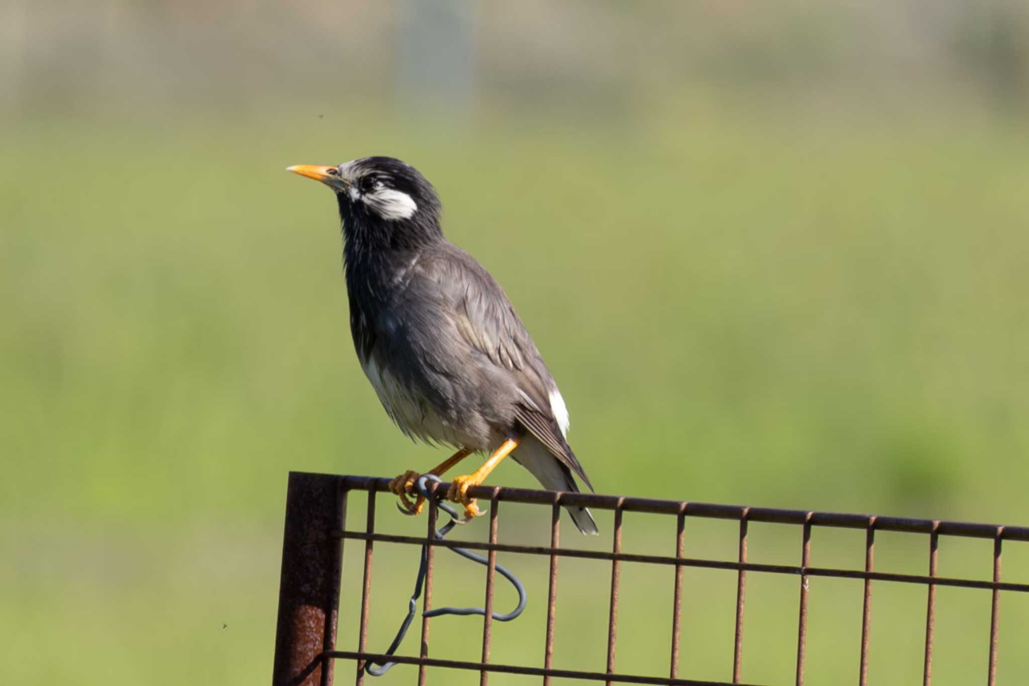 Photo of White-cheeked Starling at  by あっくん