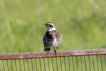 Dusky Thrush Unknown Spots Sat, 4/13/2024