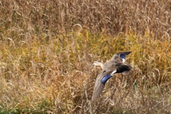 Eastern Spot-billed Duck 紫川 Thu, 12/27/2018