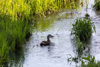 Eastern Spot-billed Duck Unknown Spots Sat, 4/13/2024