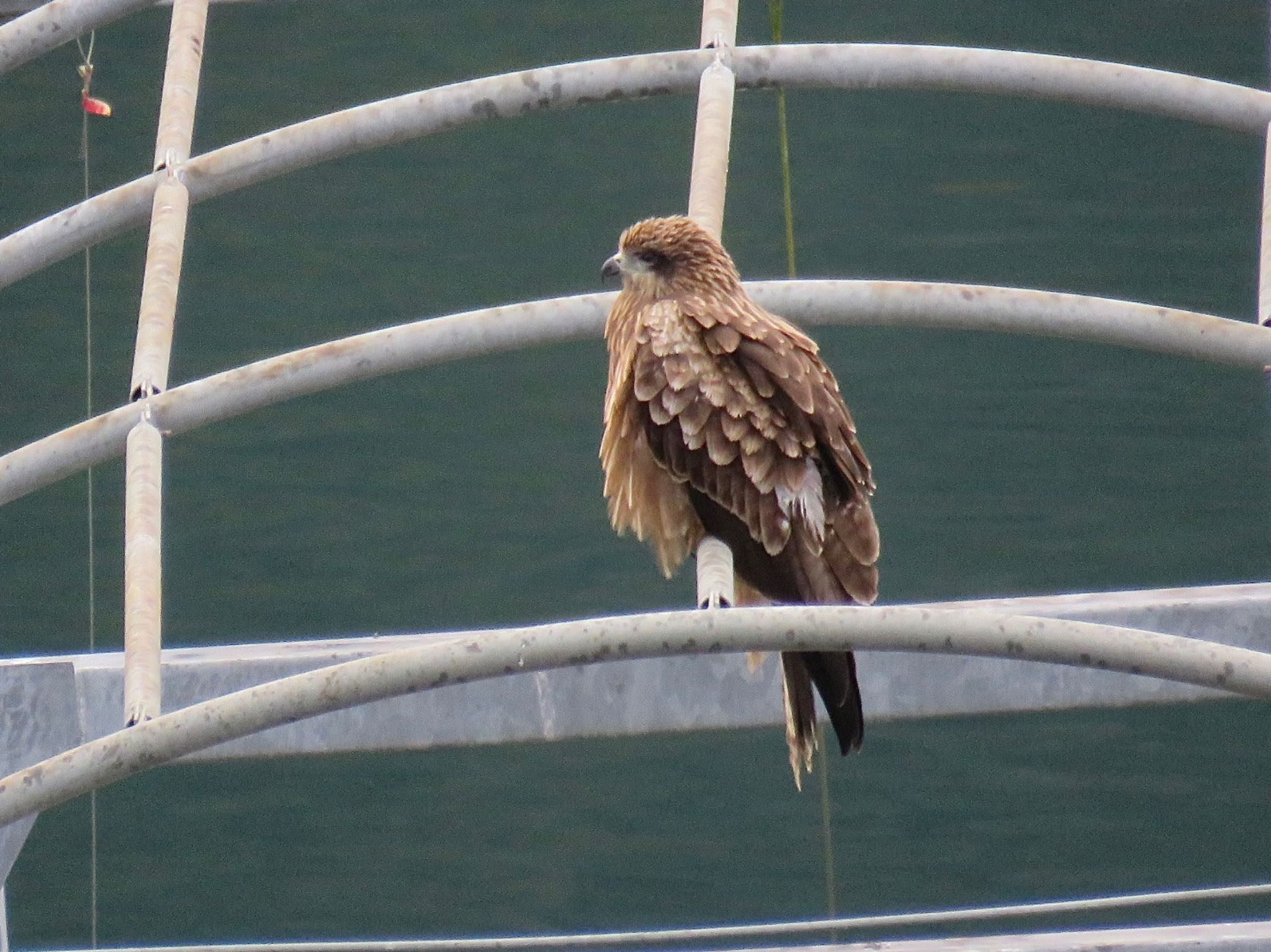 Photo of Black Kite at Hayatogawa Forest Road