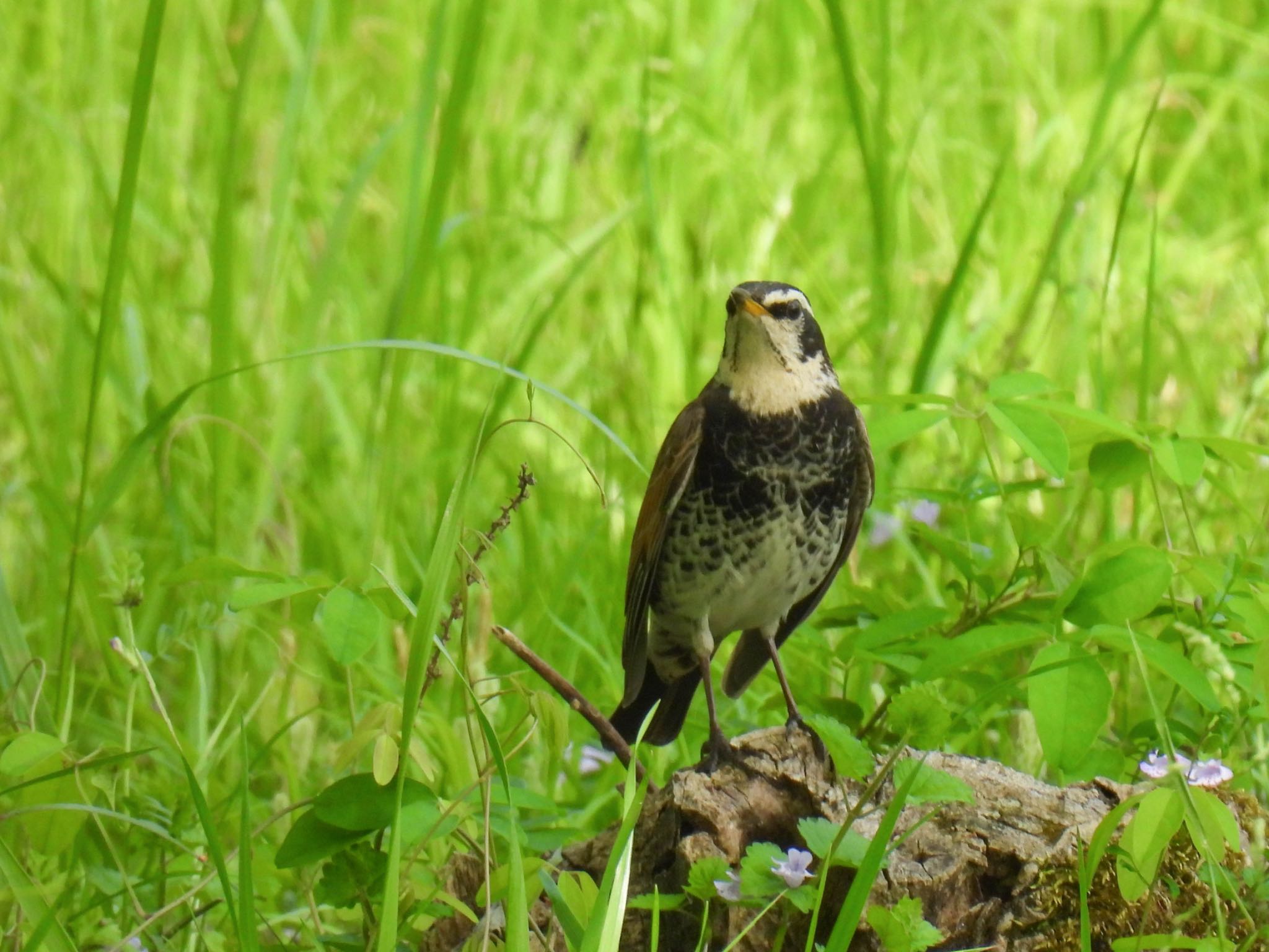 Photo of Dusky Thrush at 木曽川河跡湖公園