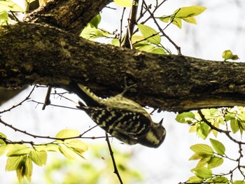 Japanese Pygmy Woodpecker 木曽川河跡湖公園 Fri, 4/19/2024