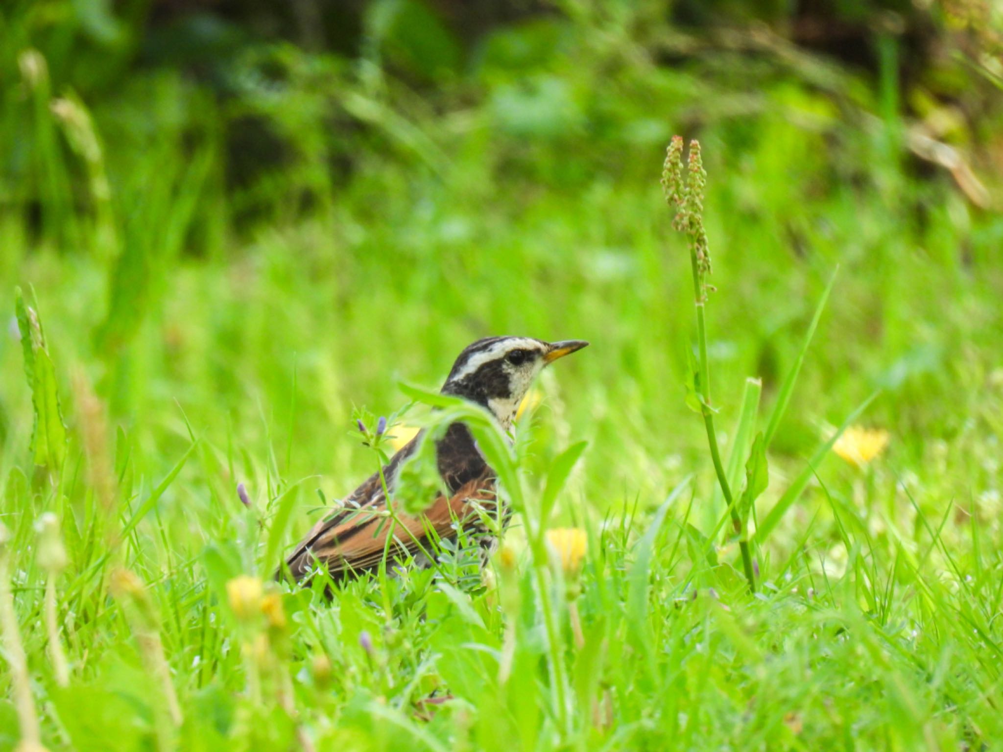 Photo of Dusky Thrush at 木曽川河跡湖公園