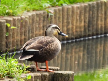 Eastern Spot-billed Duck Unknown Spots Thu, 4/18/2024