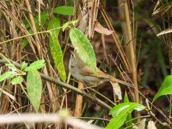 Japanese Bush Warbler Unknown Spots Thu, 4/18/2024