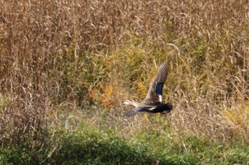 Eastern Spot-billed Duck 紫川 Thu, 12/27/2018