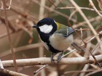 Japanese Tit 桐生自然観察の森 Sat, 2/17/2024