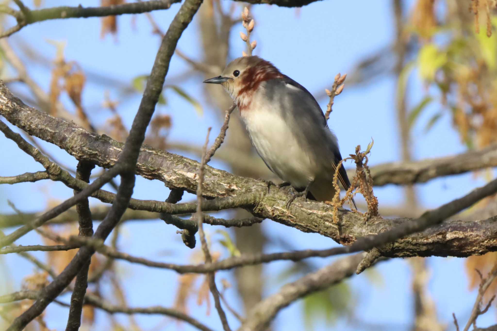 Photo of Chestnut-cheeked Starling at 自宅前