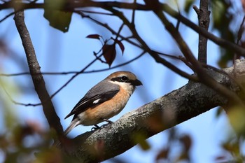 Bull-headed Shrike 原野谷川 Wed, 4/10/2024