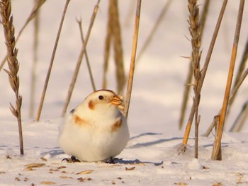 Snow Bunting 鵡川河口 Sun, 1/28/2024