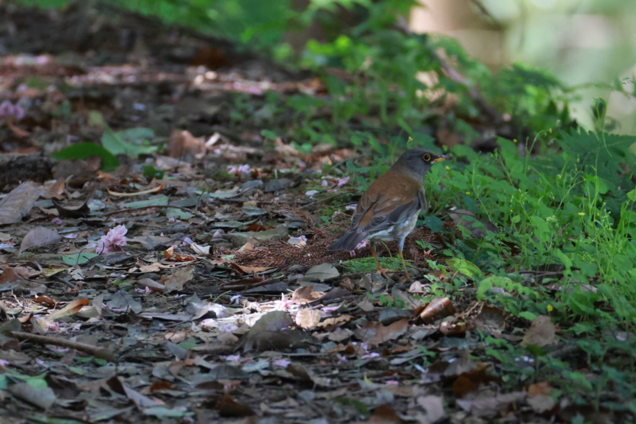 Photo of Pale Thrush at 蓮華寺池公園 by ノイコル
