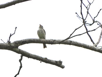 Asian Brown Flycatcher 青梅丘陵 Thu, 4/18/2024