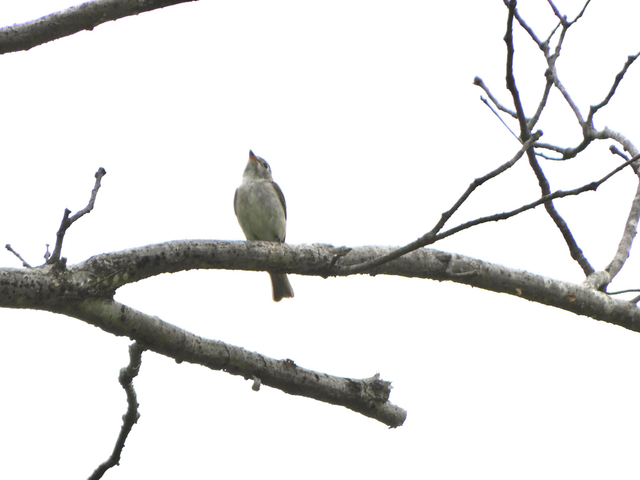 Photo of Asian Brown Flycatcher at 青梅丘陵