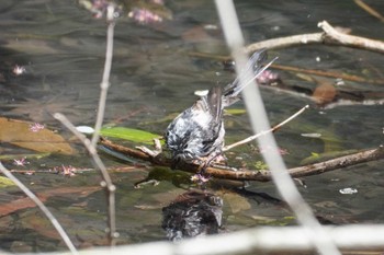 Long-tailed Tit 東京都立桜ヶ丘公園(聖蹟桜ヶ丘) Thu, 4/11/2024