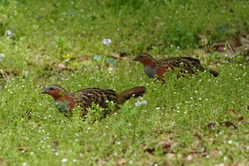 Chinese Bamboo Partridge 東京都立桜ヶ丘公園(聖蹟桜ヶ丘) Thu, 4/11/2024