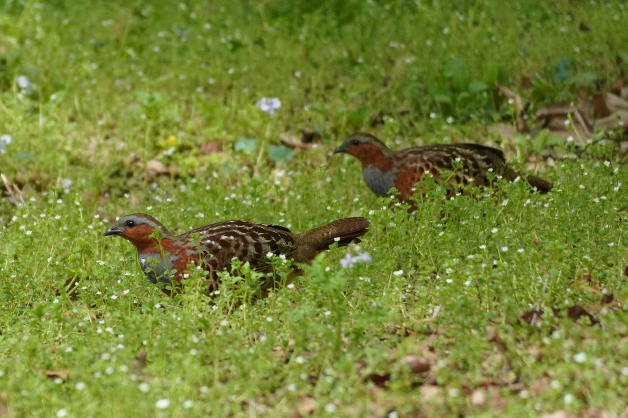 Photo of Chinese Bamboo Partridge at 東京都立桜ヶ丘公園(聖蹟桜ヶ丘)