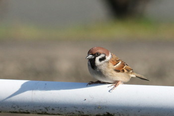 Eurasian Tree Sparrow Unknown Spots Thu, 12/27/2018