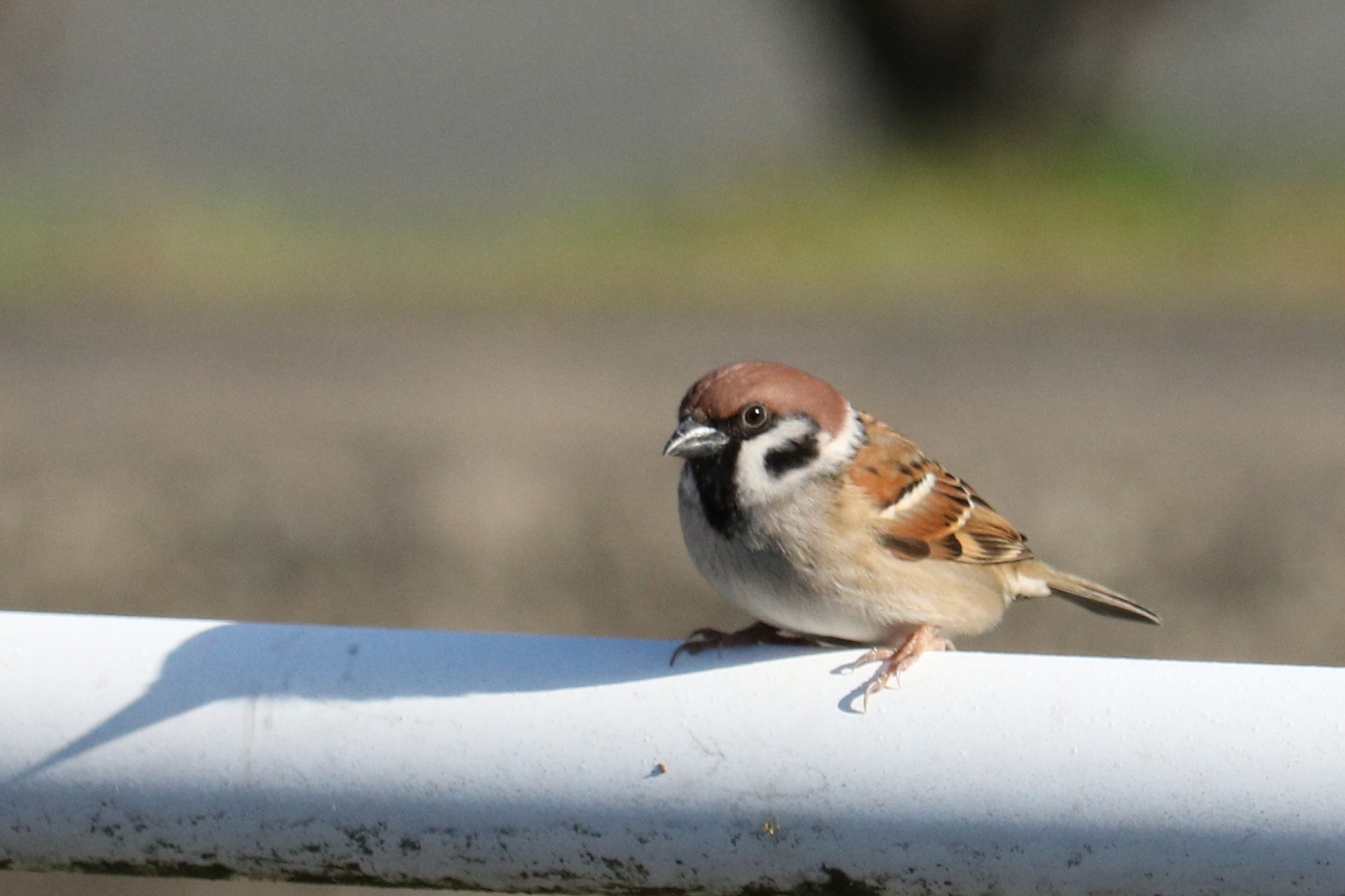 Photo of Eurasian Tree Sparrow at  by 吊巣雀