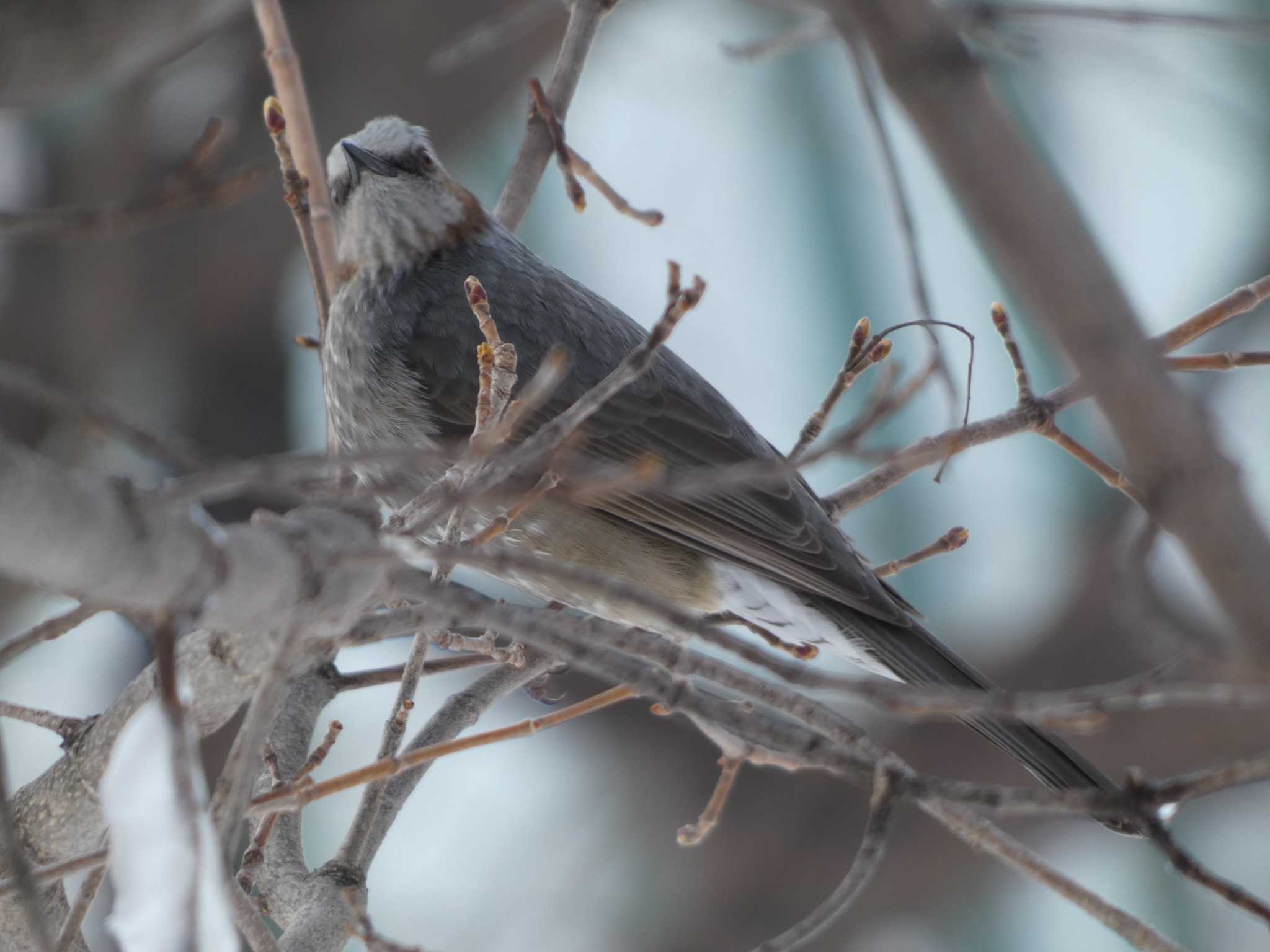 公園の木にいたヒヨドリ