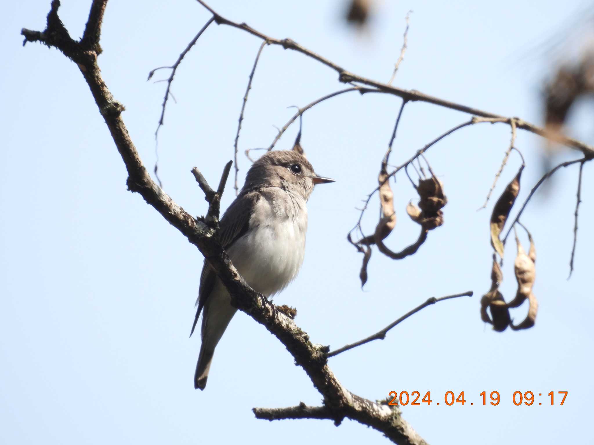 Photo of Asian Brown Flycatcher at 岐阜県(羽根谷) by 得正