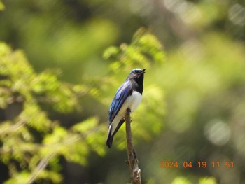 Blue-and-white Flycatcher 岐阜県(羽根谷) Fri, 4/19/2024