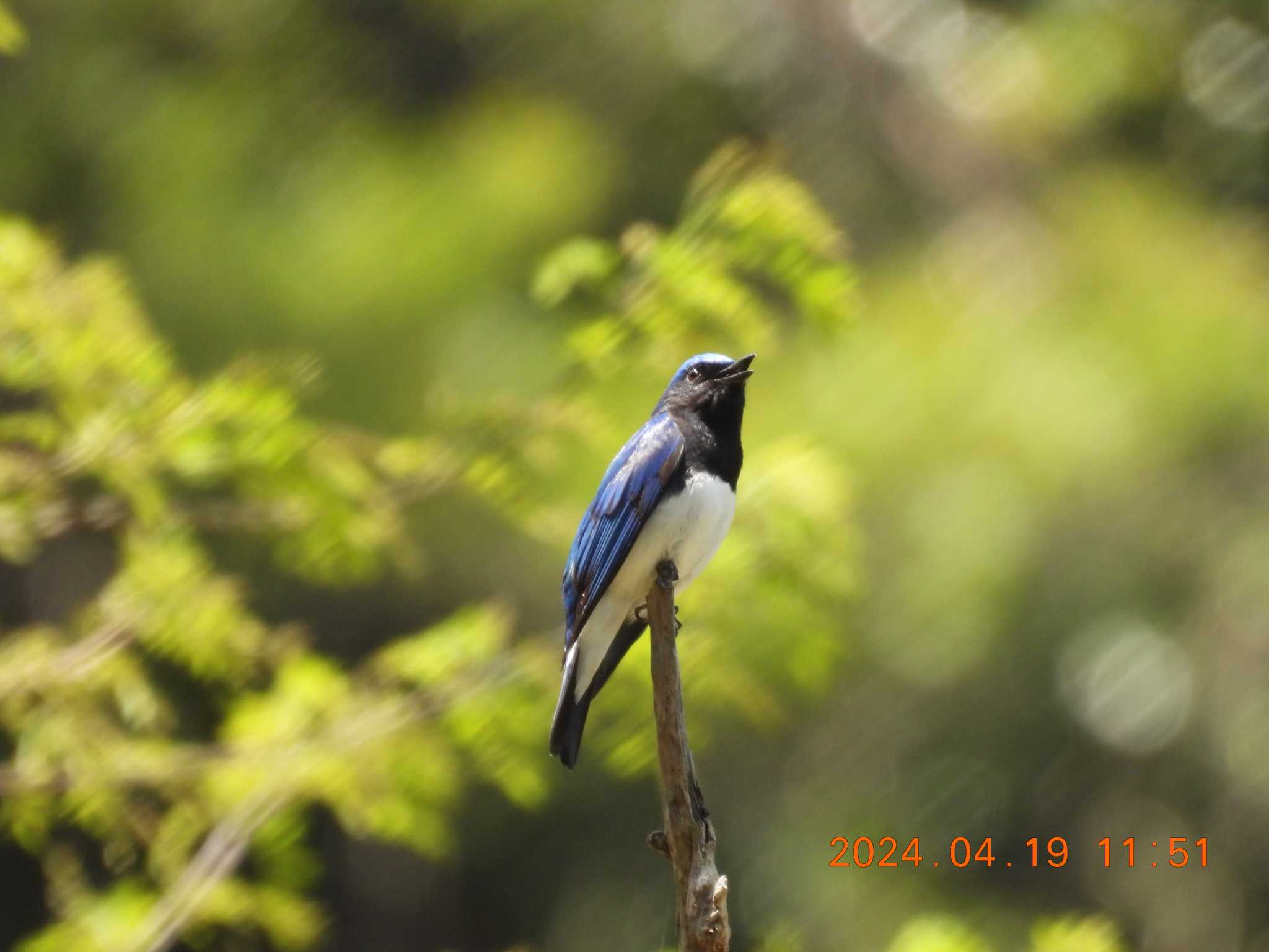 Photo of Blue-and-white Flycatcher at 岐阜県(羽根谷)