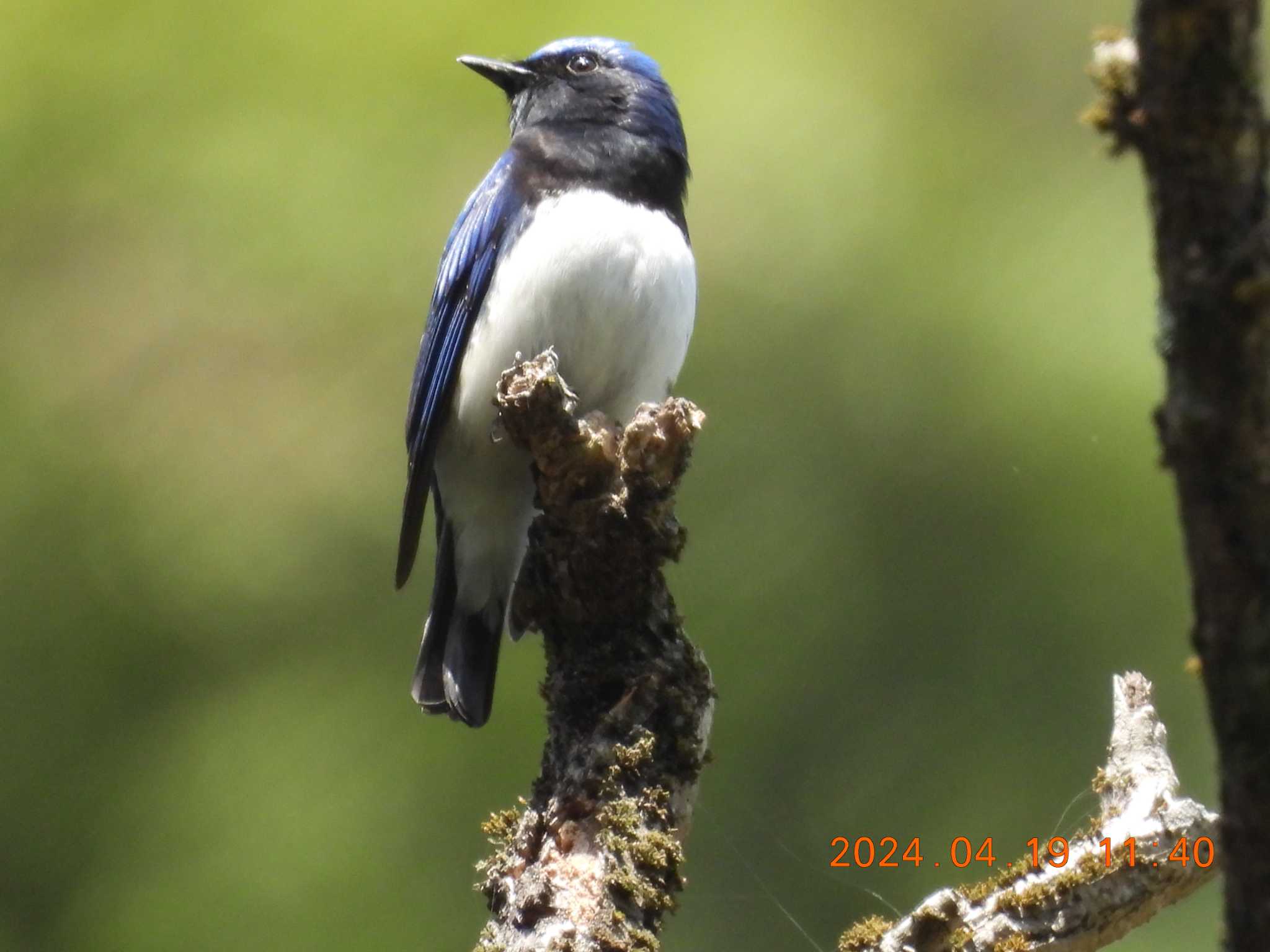 Photo of Blue-and-white Flycatcher at 岐阜県(羽根谷) by 得正