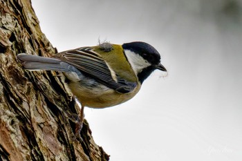 Japanese Tit 真鶴岬 Sat, 4/6/2024