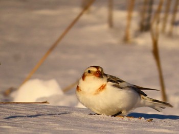 Snow Bunting 鵡川河口 Sun, 1/28/2024