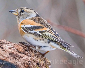 Brambling Saitama Prefecture Forest Park Sun, 2/18/2024