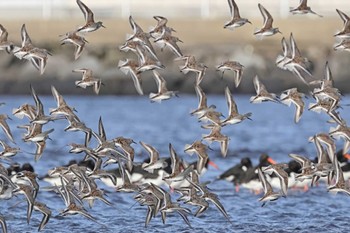 ハマシギ ふなばし三番瀬海浜公園 2024年4月19日(金)