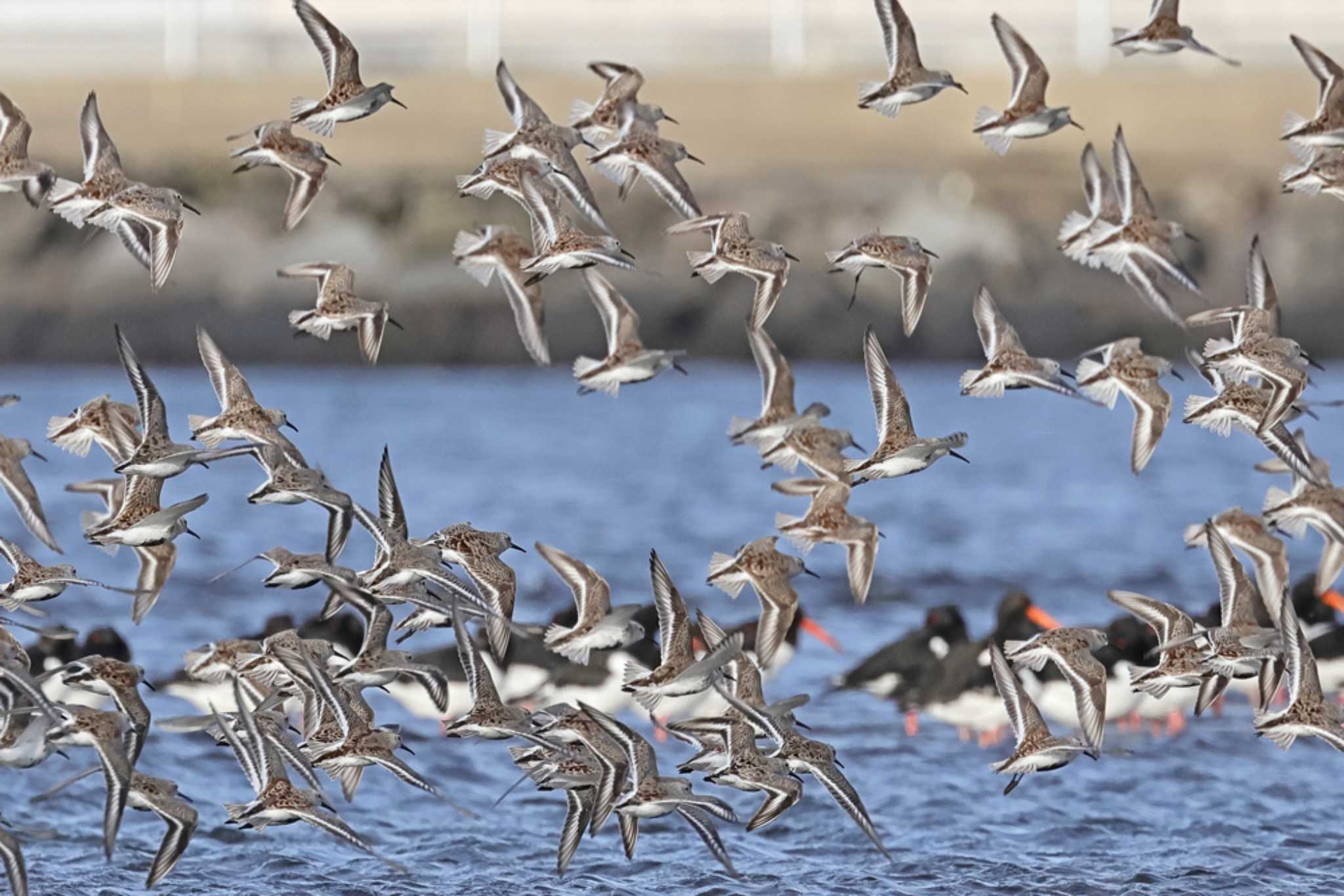 Photo of Dunlin at Sambanze Tideland by yasu