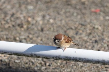 Eurasian Tree Sparrow Unknown Spots Thu, 12/27/2018