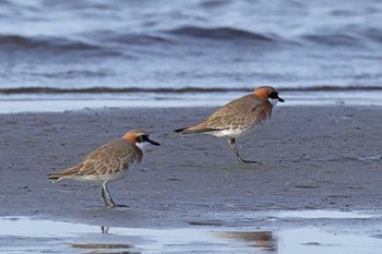 Siberian Sand Plover Sambanze Tideland Fri, 4/19/2024