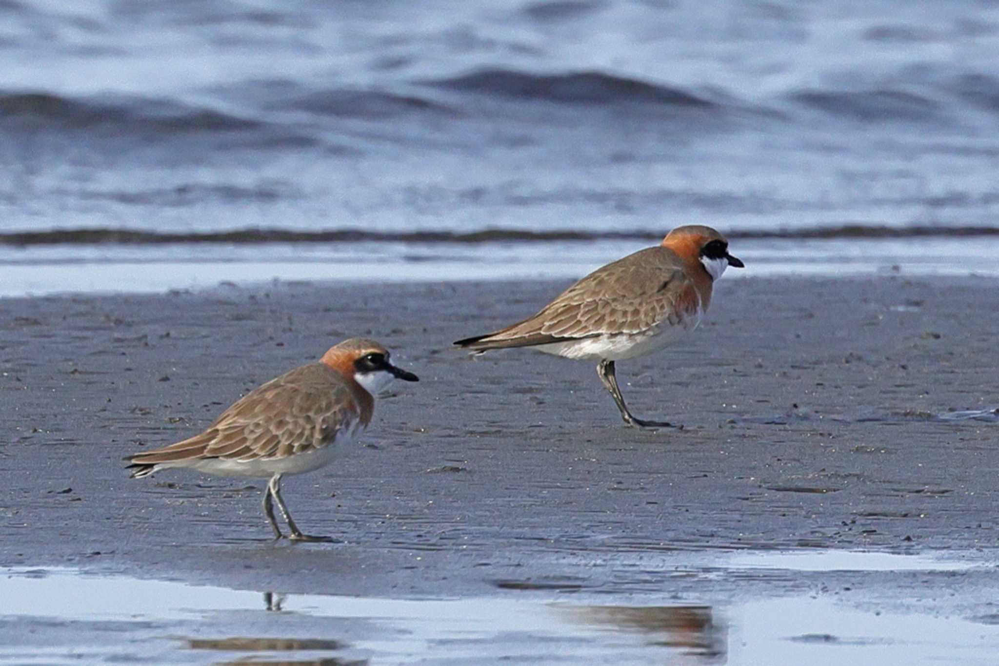 Siberian Sand Plover